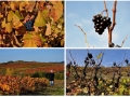 Baviere-et-volcan-en-Beaujolais-ferienhaus-charakter-gastezimmer-charme-sudburgund (158)