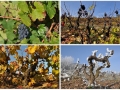 Baviere-et-volcan-en-Beaujolais-ferienhaus-charakter-gastezimmer-charme-sudburgund (159)