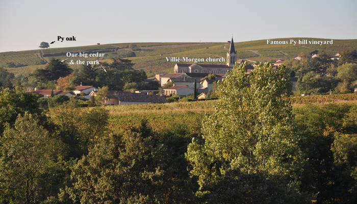Baviere-et-volcan-en-Beaujolais-character-holiday-cottage-Tower-Bed-and-Breaksfast-charme - Villié-Morgon